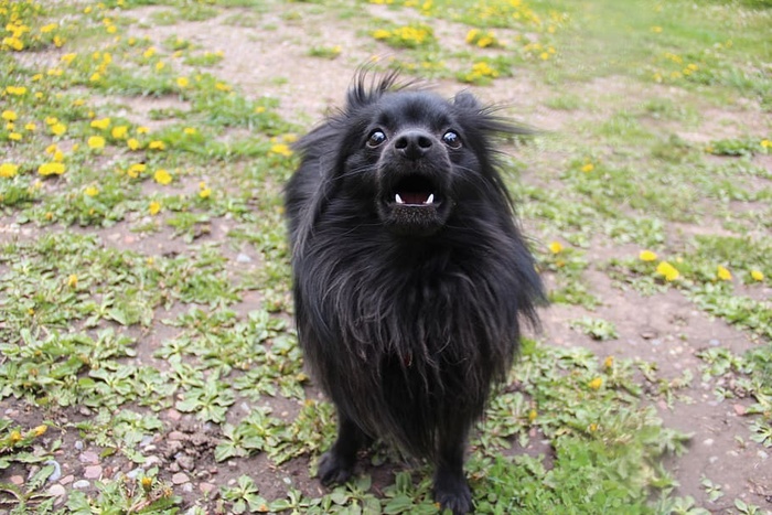 美国，雪团，焦虑，树皮，户外，黑色，博美犬，狗