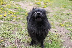 美国，雪团，焦虑，树皮，户外，黑色，博美犬，狗