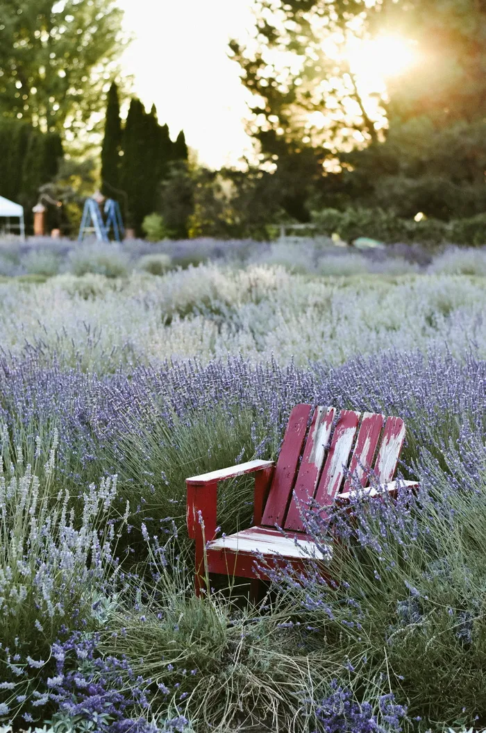 薰衣草田中的红色阿迪朗达克椅