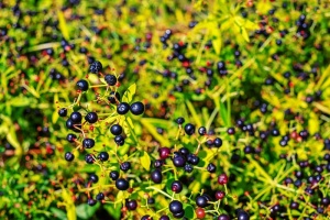 茜草、茜草、红莓、茜草科、作物、水果、成熟、草莓