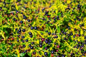 茜草、茜草、红莓、茜草科、作物、水果、成熟、草莓