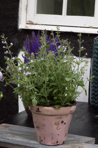 植物，花卉，多年生，天然，园林，植物，花卉，花卉