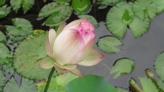 莲花、生态、池塘、水生植物、睡莲垫、自然之美、花卉、开花植物