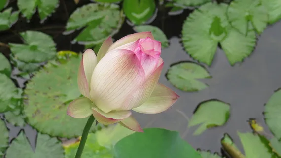 莲花、生态、池塘、水生植物、睡莲垫、自然之美、花卉、开花植物 莲花、生态、池塘、水生植物、睡莲垫、自然之美、花卉、开花植物