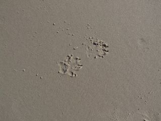 爪印，pfotenabdruck沙地，爪，狗爪，沙地中的痕迹，狗爪，狗爪印