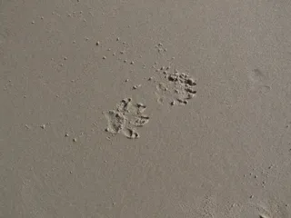 爪印，pfotenabdruck沙地，爪，狗爪，沙地中的痕迹，狗爪，狗爪印