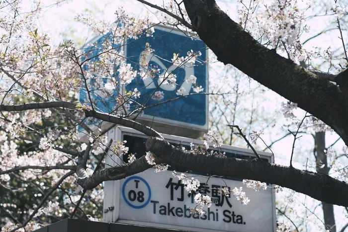 盛开的白花
