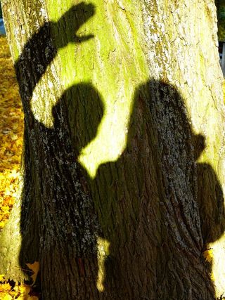 影子，轮廓，光线，皮影戏，树干，树干，阳光，自然