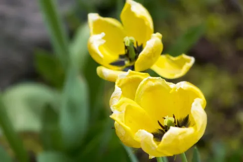 植物, 花, 开花, 郁金香, 花瓣, 花粉, 模糊, 植物群 植物, 花, 开花, 郁金香, 花瓣, 花粉, 模糊, 植物群