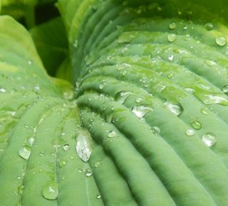 玉簪、树叶、植物、自然、园艺、雨水、水、绿色