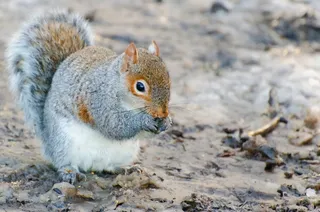 动物，棕色，生物，可爱，皮毛，灰色，一只，漂亮