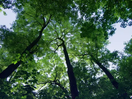 树,天空,高,顶,向上,通风,树,植物 树,天空,高,顶,向上,通风,树,植物