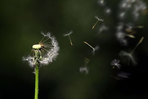 光,自然,飞行,植物,花朵,模糊,特写,蒲公英 光,自然,飞行,植物,花朵,模糊,特写,蒲公英