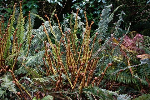 在新西兰，果皮林，植物，开放，多，多，生命力，复叶