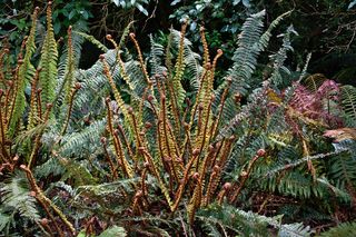 在新西兰，果皮林，植物，开放，多，多，生命力，复叶