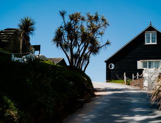 英国，金斯布里奇，伯格岛，树，植物，植物，树木，港口
