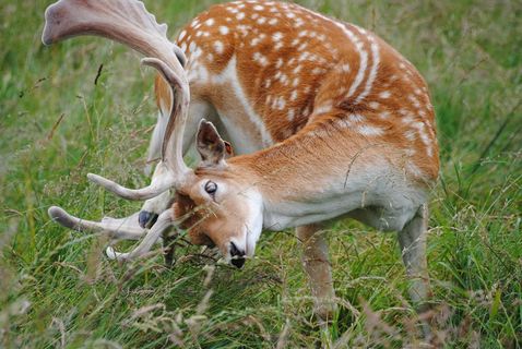 休耕，雄鹿，抓挠，动物，动物主题，哺乳动物，野生动物，野生动物