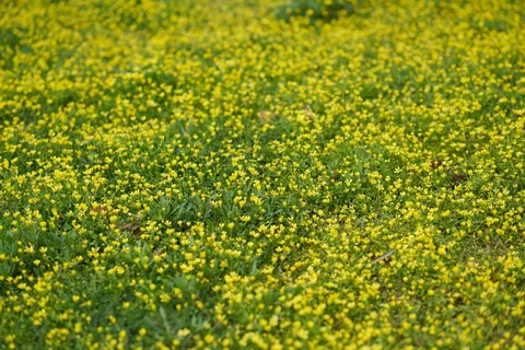 草,雏菊,春天,黄色,绿色,美丽,伟大,雏菊 草,雏菊,春天,黄色,绿色,美丽,伟大,雏菊