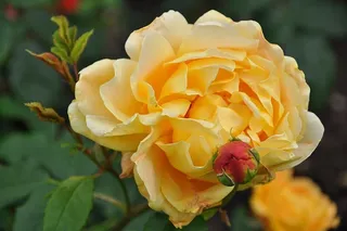 玫瑰，花，夏天，开花植物，自然之美，植物，花瓣，脆弱