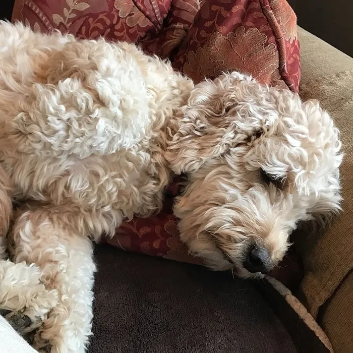 涂鸦，小狗，狗狗，小睡，黄金狗，艰苦生活，家养，宠物