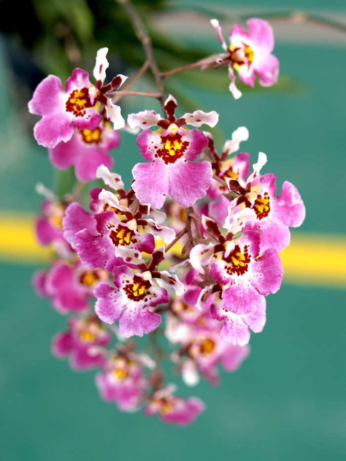 兰花，花朵，紫罗兰，植物群，兰花，花朵，明亮，生长，装饰