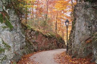 秋天，远去，金色的秋天，秋天的心情，浮现，树，植物，改变