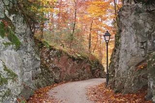 秋天，远去，金色的秋天，秋天的心情，浮现，树，植物，改变