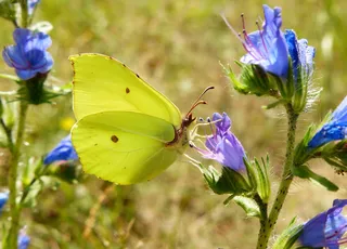 花，自然，蝴蝶日，夏天，在法院，昆虫，动物，蝴蝶