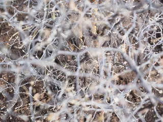 分支机构, 混乱, 失焦, 之字形灌木, 栀子花, 栀子花 raoul, 常绿灌木, 布什