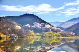 靠近水体的樱花树