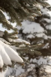 雪,冬天,雪背景,松树,松树,低温,植物,树 雪,冬天,雪背景,松树,松树,低温,植物,树