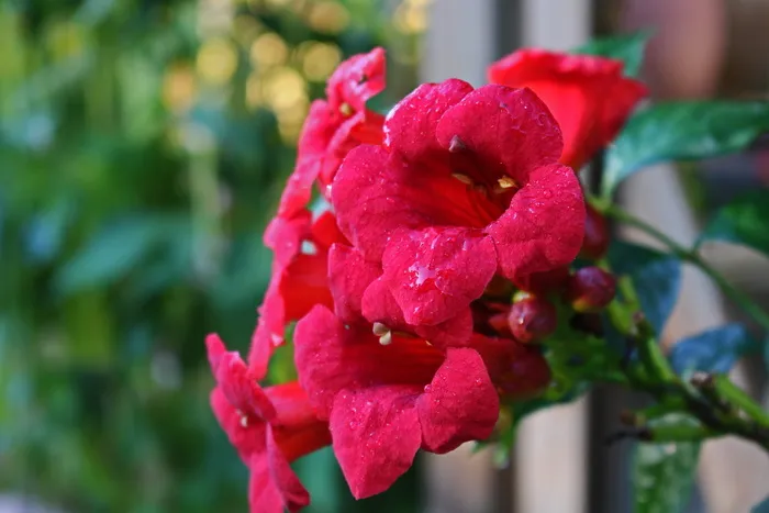 斯坦，攀缘植物，漏斗状，喇叭状，明亮，钟形，漏斗花，园林植物