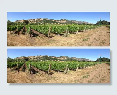 白天种植园，纳帕谷，Yountville，葡萄园，纳帕，葡萄酒，山谷，景观