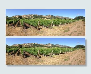 白天种植园，纳帕谷，Yountville，葡萄园，纳帕，葡萄酒，山谷，景观