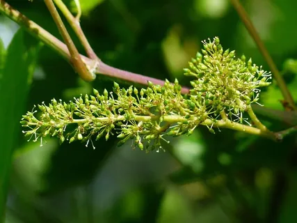 葡萄藤,花序,子房,引擎,兰科,芽,植物,生长 葡萄藤,花序,子房,引擎,兰科,芽,植物,生长