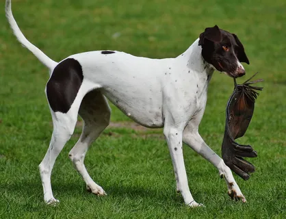 狗，野生公园，玩耍，嬉戏，可爱，草地，动物，宠物