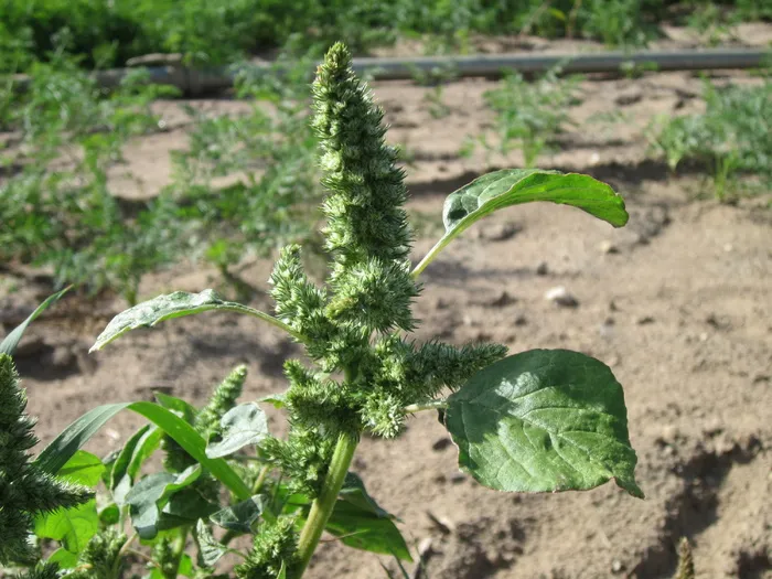 反枝苋，红根猪草，普通苋菜，植物，植物区系，植物学，物种，生长