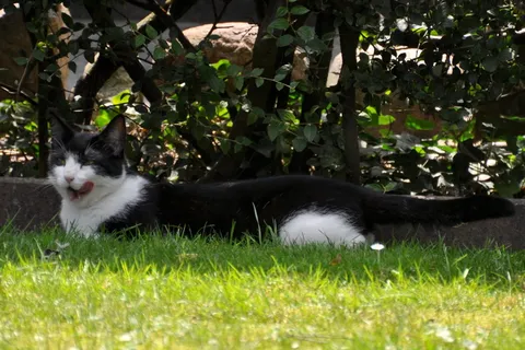 猫，动物，食物，吃，吃，动物，食物，饱，休息