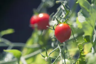 蔬菜, 植物, 散景, 太阳, 红色, 绿色, 番茄, 葡萄番茄