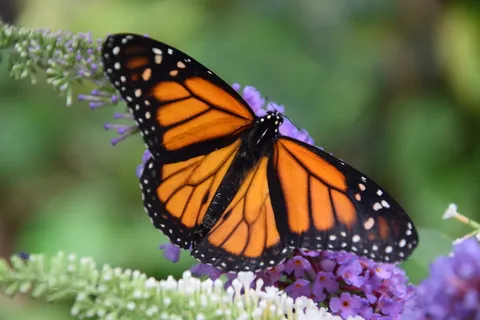 蝴蝶,monarch,黑色,橙色,casa delle farfalle,蝴蝶屋,夏天,昆虫 蝴蝶,monarch,黑色,橙色,casa delle farfalle,蝴蝶屋,夏天,昆虫
