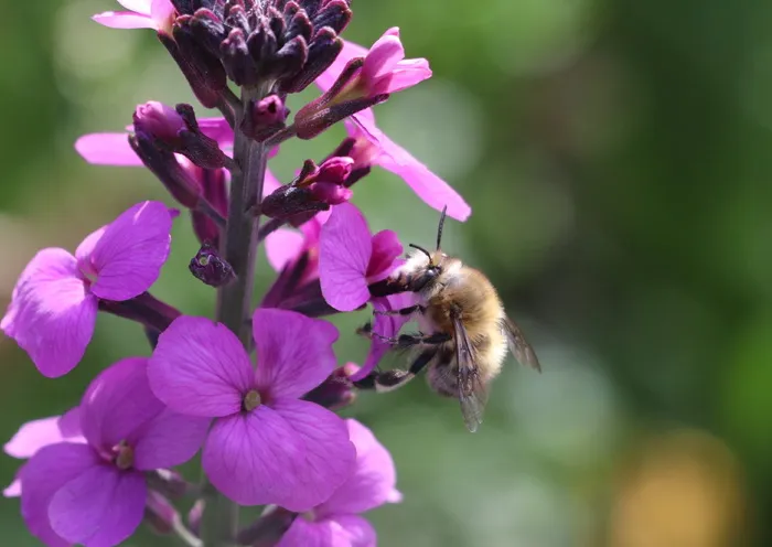 abeilles, 宏, 昆虫, 芙蓉, 自然, 普雷, 开花植物, 花