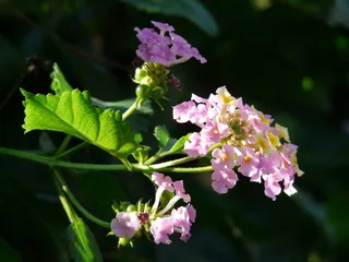 lantana，lantana camara，lantana camara，lantana，观赏植物，紫色，粉色，花朵，花朵