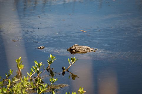 美国，拉韦内尔，caw caw解释中心，短吻鳄，动物，水，爬行动物，野生动物