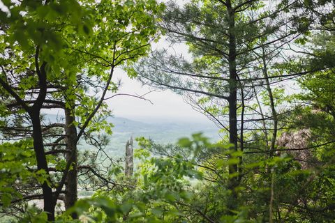 森林、徒步旅行、新泽西、新泽西、格林、树木、旅游、尼康