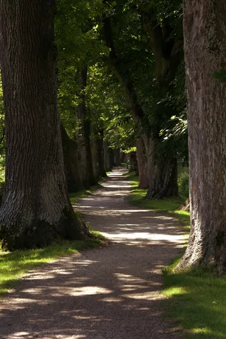 远离，林荫大道，林荫大道，树荫，自然，阴影，光