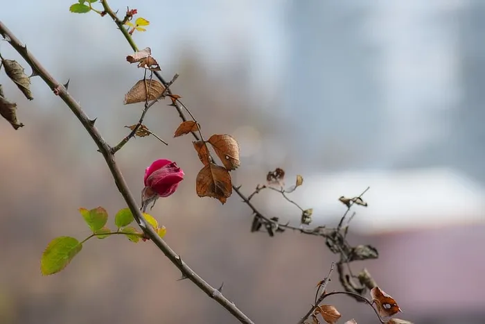 印度，玛纳利，树，花，生，死，植物，开花植物