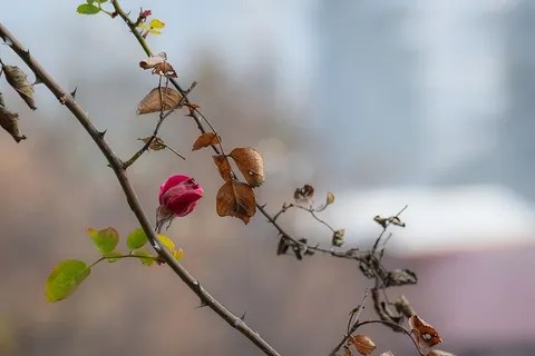 印度，玛纳利，树，花，生，死，植物，开花植物