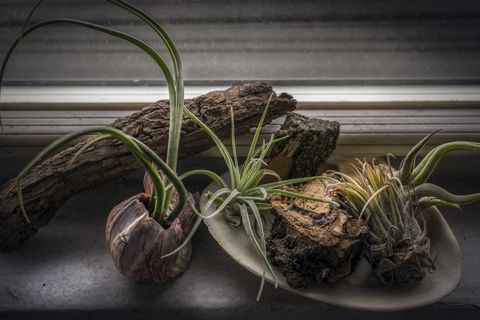 盆栽仙人掌的选择性聚焦摄影