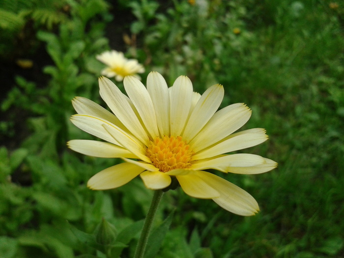 非洲雏菊，骨精，花园雏菊，一朵花，黄色，在夏天，可爱，自然