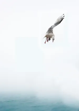 灰色，鸟，水，海鸥，海，飞，威尼斯，水鸟